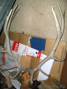 рога оленя (антикварные) #877693