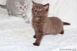 Ориенталы,  британские котята #891884
