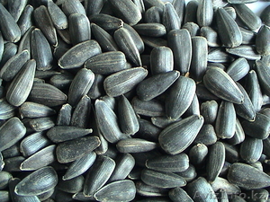 Подсолнечник крупный калиброванный #875581