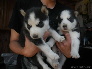 милые щенки в хорошие дома для принятия. #886861