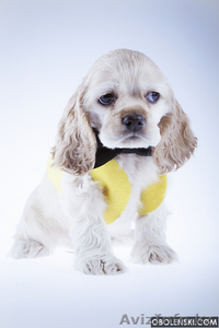 Американский кокер-Спаниель чистопородные щенки продам #884103