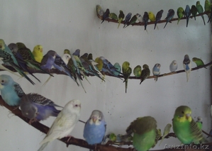 Продаю попугаев #882387