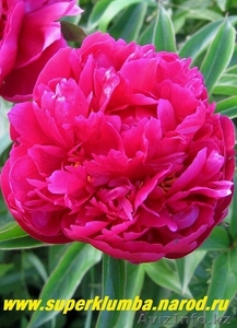 Продаю саженцы пионов (бордовые) и калины (лекарственная) #875087