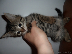 Продам симпатичных котят #886830