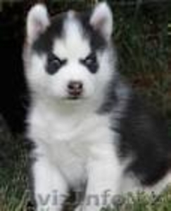 хороший красивый сибирский хаски для принятия #886870