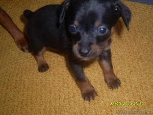 маленький той-терьер #880464