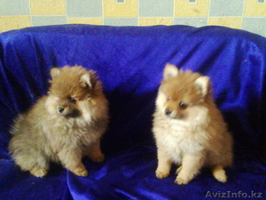 Померанский шпиц.. Щенки рыжего окраса. #891658