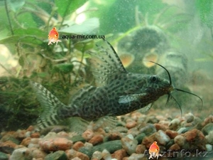 Продам сама-перевертыша. Возраст 3.5 года #881470