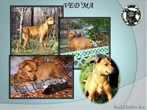 Высокопородные щенки американского питбультерьера с родословной #890019