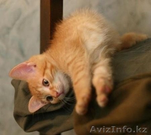 ОТДАМ КОТЕНКА БЕСПЛАТНО #906343