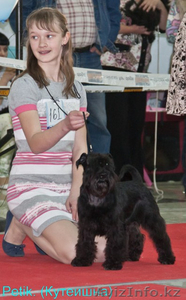 Хендлер в алматы(показ собак на выставке) #907516