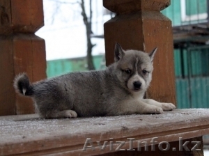 Собака Западно-Сибирская лайка. Акция! #897364