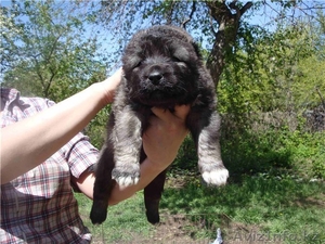 Кавказская овчарка (щенки) #900608