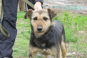 Отдам собаку в добрые руки #905211