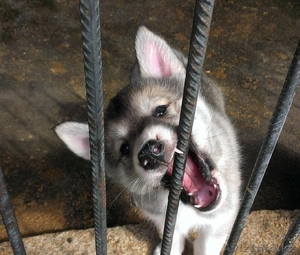 Продам щенков западно-сибирских лаек #894088