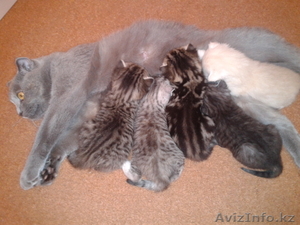 Котенок вислоухий 2 мес #902292