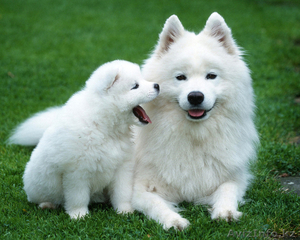 Собака Лайка Самоед. Акция! #897369