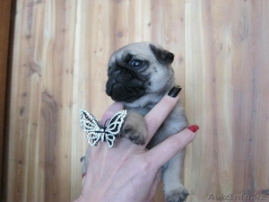 щенки мопса для выставок и разведения  #759124