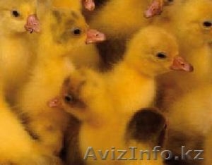 гусят суточных Губернаторской породы 1300тг #902126
