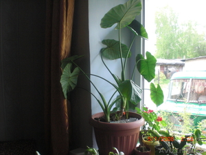 продам различные цветы #895139