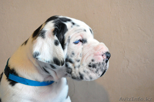 Мраморные щенки немецкого дога из Челябинска #525217