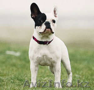 Французкого бульдога щенков продам родословная #902656