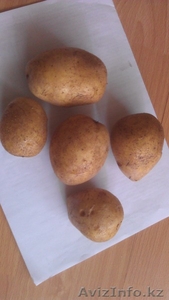 Семенной картофель оптом #907240