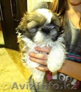 лучший подарок великолепный щенок ши-тцу #902850