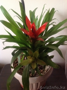 продам комнатные  цветы #904400
