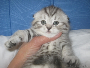 Шотландцы фолды продам  #905199