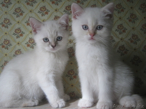 Шотландцы страйты продам  #905200