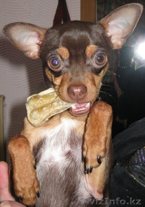 Вязка русский той терьер (шоу класс) #904910