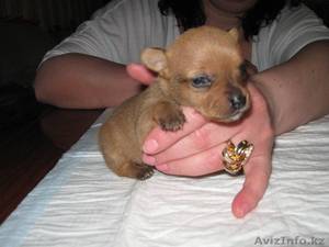 Продам щенков Русский Той Терьер шоу класс #904908