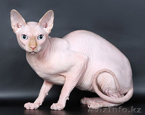 ищу кошку канадский сфинкс для вязки #901064