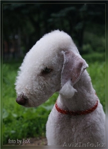 Бедлингтон терьер щенки #898174