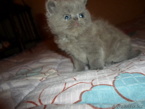 Продаю очаровательную персидскую девочку голубого окраса, малышке 1, 5 месяца #901503