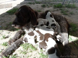 Продам щенков Дратхаара #894464