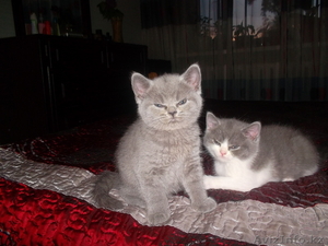 замечательный котенок хочет стать членом вашей семьи) #905930