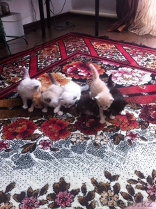 подарю котят,  разного окраса #902929