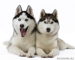 Собака Сибирский Хаски. Скидка до 1 июня! Жми! #906365