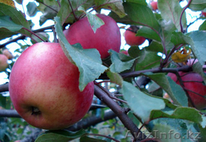 алматинская область,  Талгар #913180