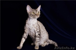 Котята девон-рекса #915263