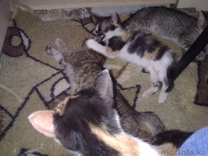 Отдаем котят в хорошие руки #918521