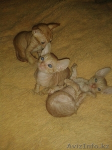 продам котят корниш рекса #911369