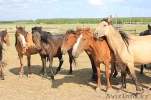 Кумыс из Макинска #912736