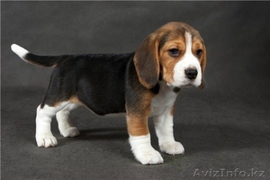 КУПЛЮ СРОЧНО ЩЕНКА ПОРОДЫ БИГЛЬ #918330