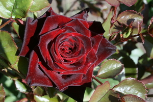 Продажа саженцев роз элитных сортов #908634