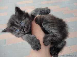 Отдам киску в надёжные руки #912832