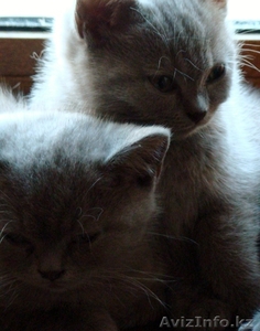 Продам котенка британской породы от элитных производителей. #902203