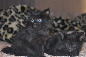 Отдам очаровательных котят! #909483